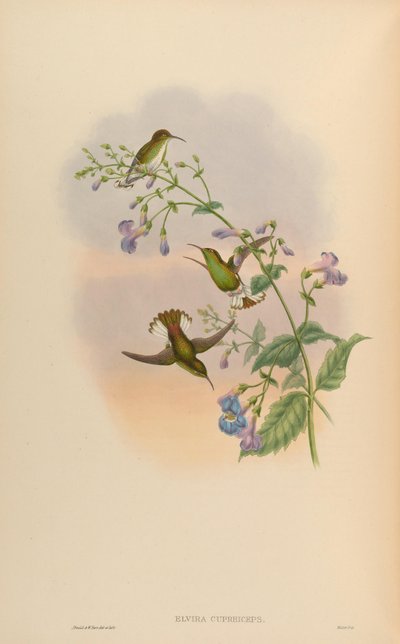 Elvira cupreiceps door John Gould